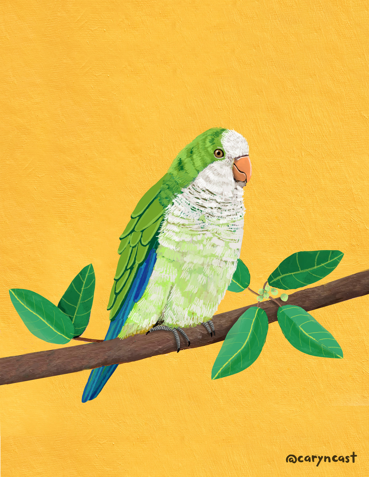 Monk Parrot from Greenwood Cemetery Print