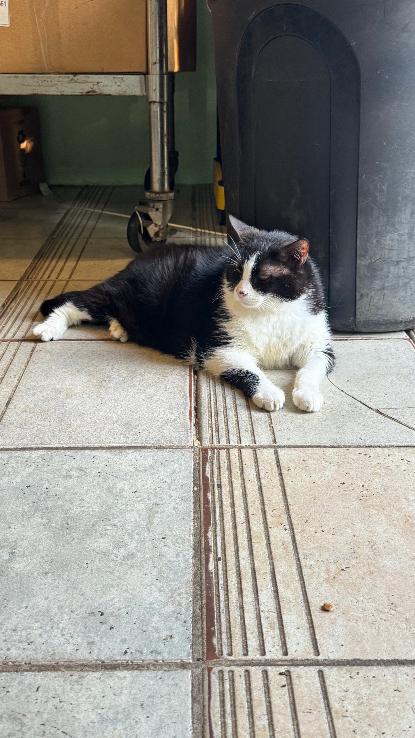 Buddha the Cat Mural Print / Save A Gato, Puerto Rico