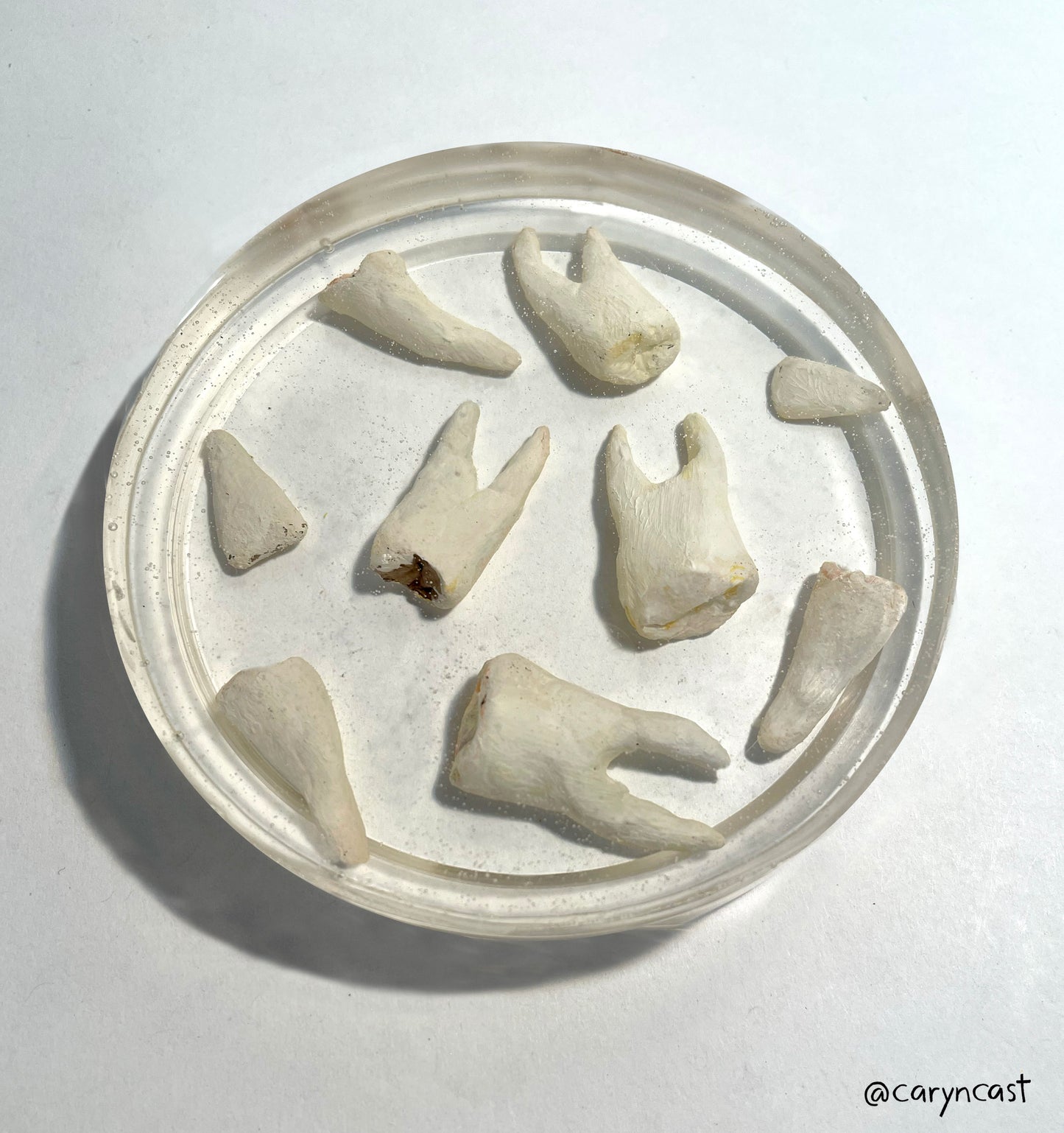 Tooth Coaster