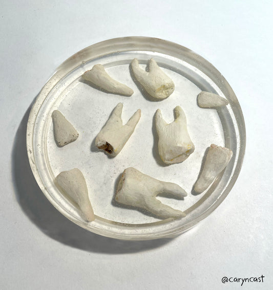 Tooth Coaster