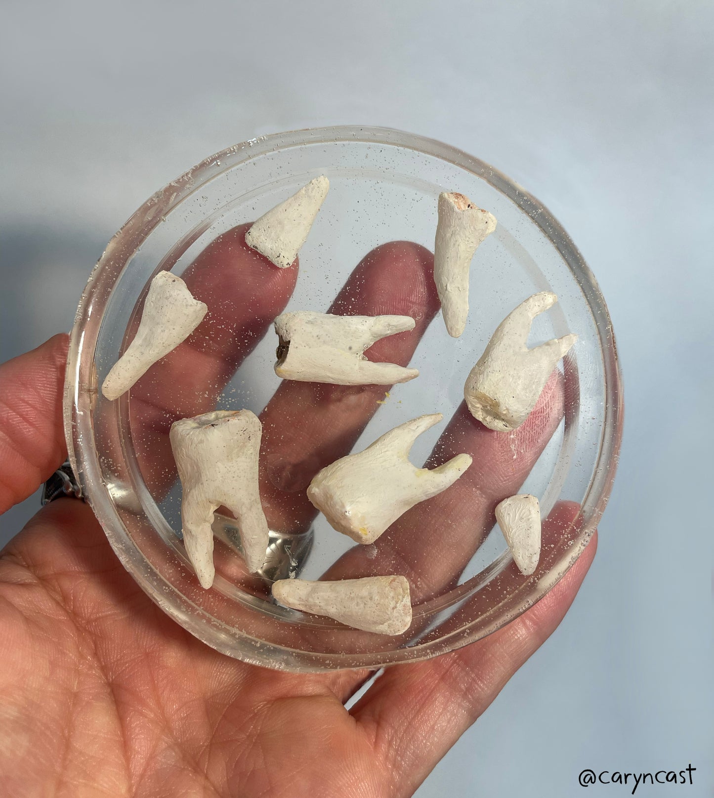 Tooth Coaster
