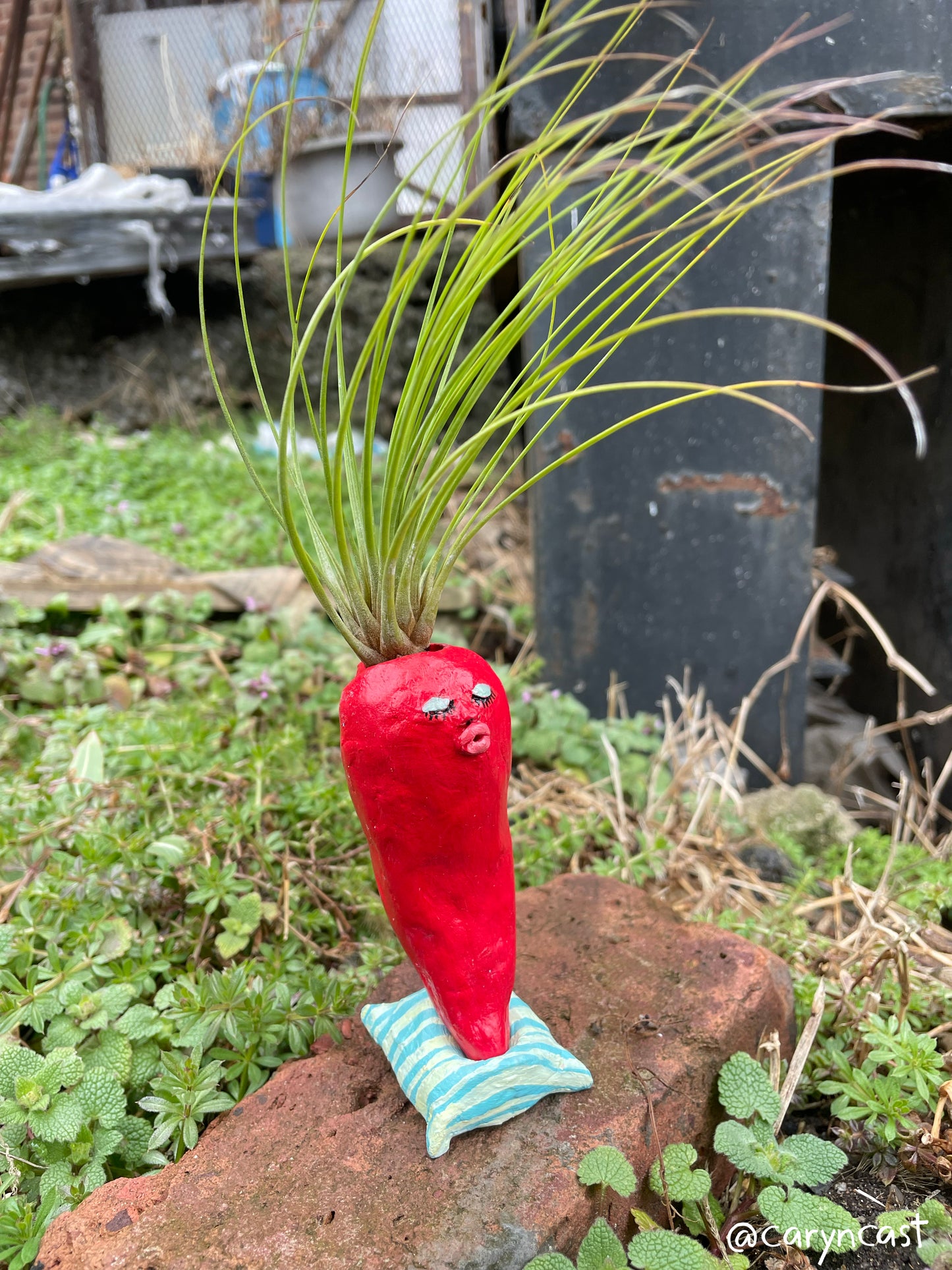 Señor Chili Pepper by Caryn Cast